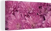 Canvas Schilderij Bloeiende roze chrysant - 80x40 cm - Wanddecoratie