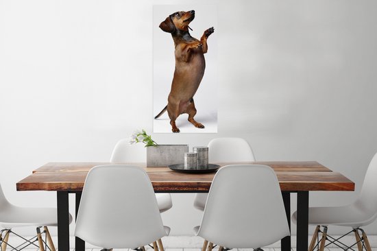 Poster Un Teckel debout sur ses deux pattes postérieures - 40x80 cm