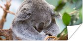 Poster Koala - Takken - Slapen - Kinderen - Jongens - Meiden - 40x20 cm