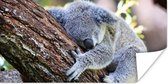 Poster Koala - Boom - Slapen - Kinderen - Jongens - Meiden - 160x80 cm