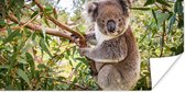 Poster Koala - Boom - Bladeren - Kinderen - Jongens - Meiden - 150x75 cm