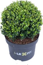 Ilex crenata 'Dark Green' - Japanse hulst - Bolvorm Ø 25 cm - Pot Ø 23 cm (5 liter)