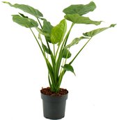 Kamerplant van Botanicly – Olifantsoor – Hoogte: 70 cm – Alocasia Cucullata