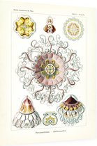 Periphylla - Peromedusae (Kunstformen der Natur), Ernst Haeckel - Foto op Dibond - 30 x 40 cm