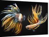 2 geel zwarte vissen - Foto op Dibond - 90 x 60 cm