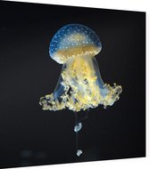 Blauw gele kwal - Foto op Dibond - 40 x 40 cm