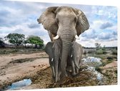 Moeder olifant met jongen - Foto op Dibond - 60 x 40 cm