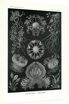 Erysiphe - Ascomycetes (Kunstformen der Natur), Ernst Haeckel - Foto op Dibond - 30 x 40 cm