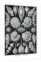 Lagena - Thalamophora (Kunstformen der Natur), Ernst Haeckel - Foto op Dibond - 30 x 40 cm