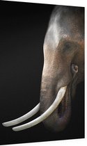 Aziatische olifant op zwarte achtergrond - Foto op Dibond - 60 x 90 cm