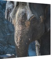 Aziatische olifant - Foto op Dibond - 60 x 60 cm