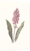 Orchis (Orchis) - Foto op Dibond - 40 x 60 cm