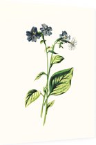 Blauwklokje (Browallia White) - Foto op Dibond - 60 x 80 cm