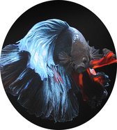 Blauwe siamese kempvis op zwarte achtergrond - Foto op Dibond - ⌀ 40 cm