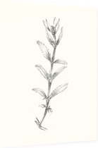 Rozentak zwart-wit Schets (Rose Branch) - Foto op Dibond - 60 x 80 cm