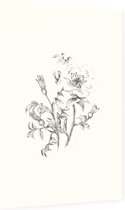 Duinroos zwart-wit Schets (Burnet-Leaved Rose) - Foto op Dibond - 60 x 90 cm