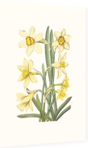 Gele Narcis Aquarel (Daffodil) - Foto op Dibond - 40 x 60 cm