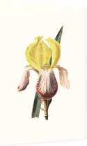 Iris (Iris White) - Foto op Dibond - 60 x 90 cm