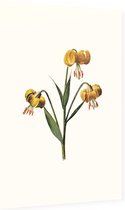 Turkse Lelie (Martagon Lily White) - Foto op Dibond - 60 x 90 cm