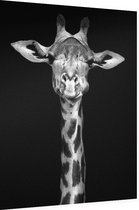 Giraffe op zwarte achtergrond - Foto op Dibond - 60 x 80 cm