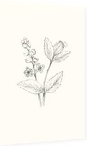 Actaea zwart-wit Schets (Baneberry) - Foto op Dibond - 40 x 60 cm