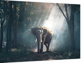 Olifant in oerwoud - Foto op Dibond - 90 x 60 cm
