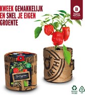 Keukentuintje biologische kweekset paprika 'Piquillo' /BIO/gerecycled/duurzaam/cadeau idee