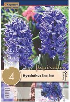 Zakje hyacintbollen - Hyacinthus 'Blue Star' - blauwe hyacint - 4 bollen