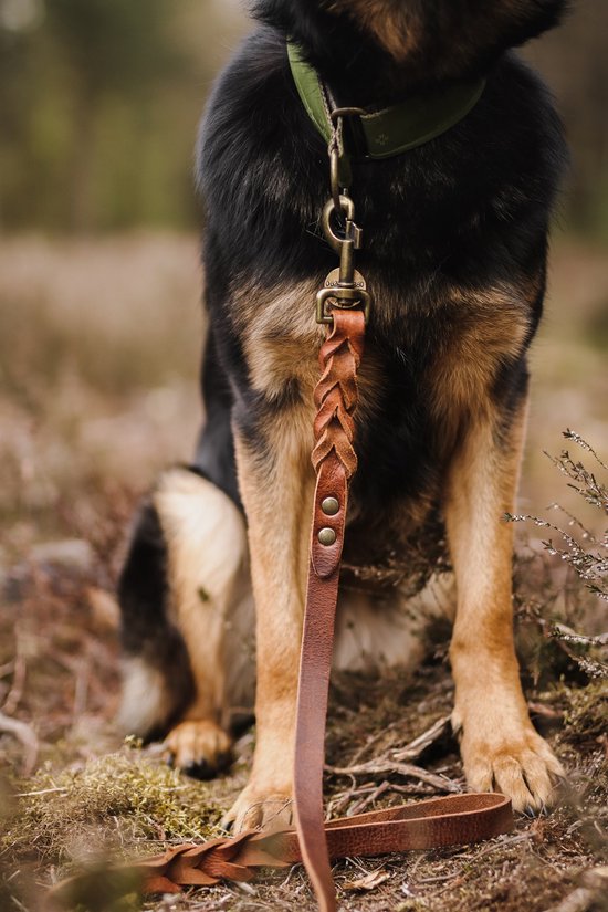 Duitse herder met bruine gevlochten leren hondenriem en groene kraag.