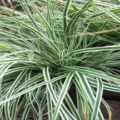 Carex oshimensis 'Everest' - Zegge - Planthoogte: 20 cm - Pot Ø 17 cm (2 liter)