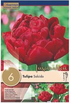 Zakje tulpenbollen - Tulipa 'Salcido' - rode tulpen - 8 bollen