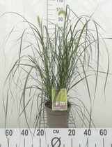 4 x Pennisetum alopecuroides 'hameln' XL 3 liter pot