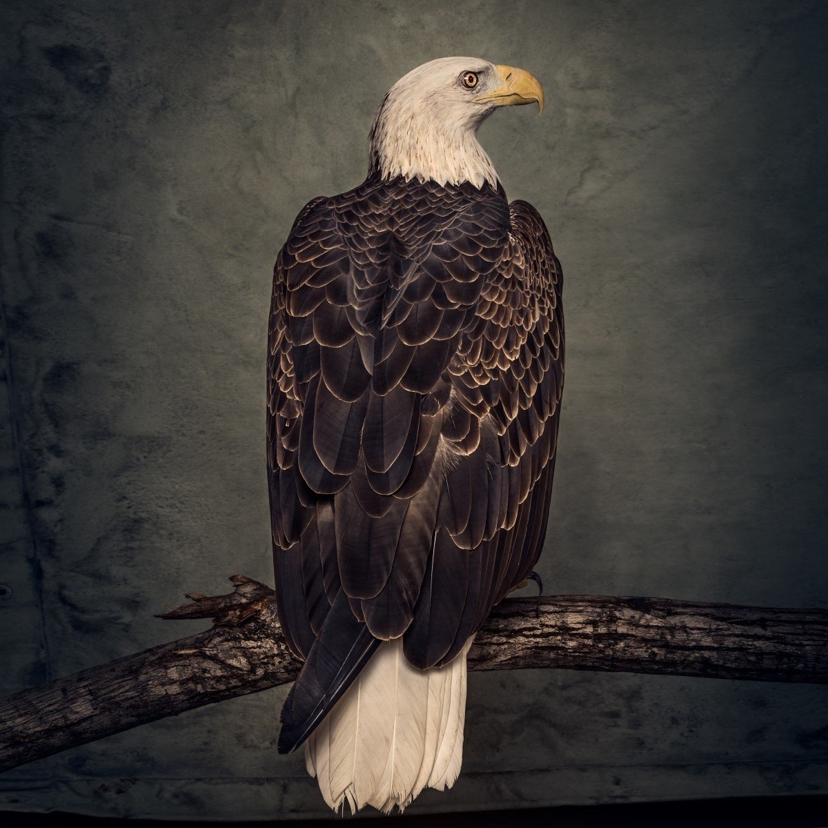Clutch - Book Of Bad Decisions (2 LP)