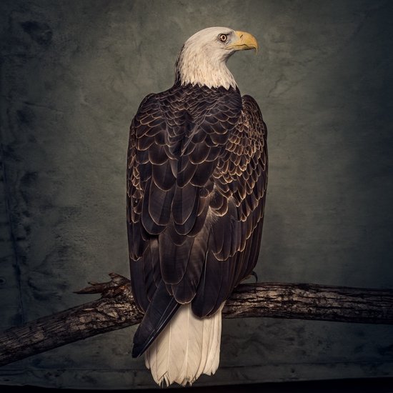 Clutch - Book Of Bad Decisions (2 LP)