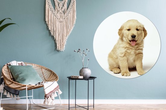 Portrait photo d'un chiot Golden Retriever moelleux Cercle mural aluminium ⌀ 140 cm