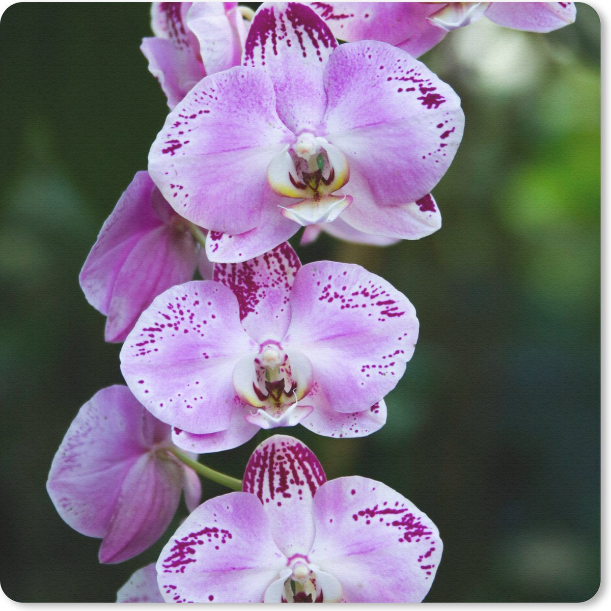 Muismat 20x20 cm - Mousepad Orchideeën in bloei - Muismatten