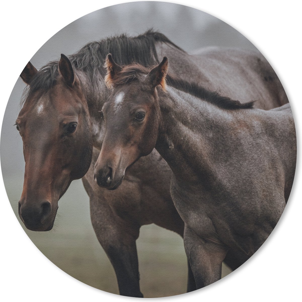 Muismat rond 50x50 cm - Mousepad Paarden - Mist - Landschap - Ronde muismatten