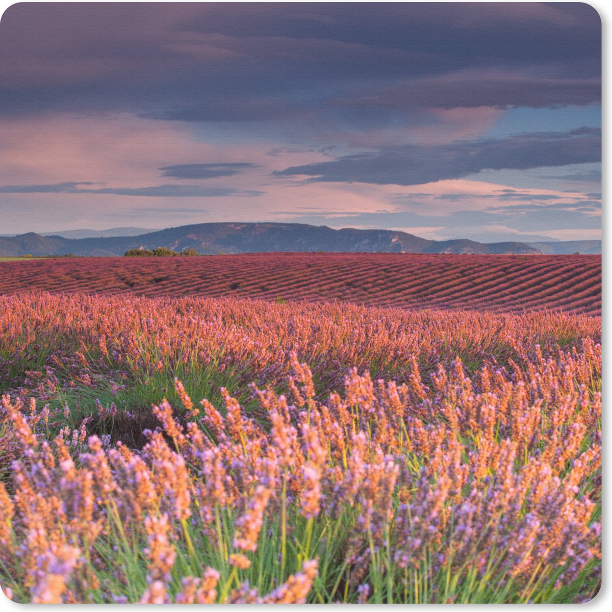 Muismat 30x30 cm - Mousepad Lavendelveld bij een kalme zonsondergang - Muismatten