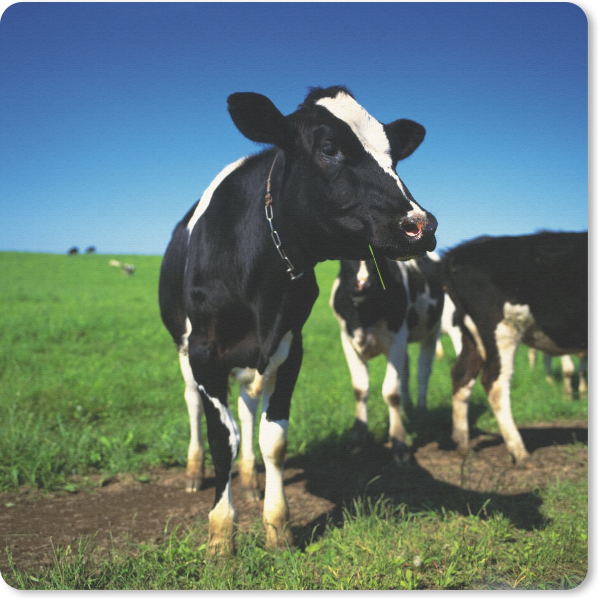 Muismat 30x30 cm - Mousepad Koe - Gras - Dieren - Muismatten