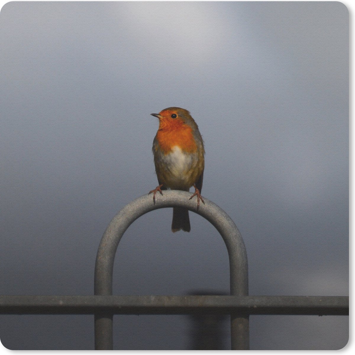 Muismat 20x20 cm - Mousepad Roodborstje - Vogel - Hek - Muismatten