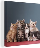 Canvas Schilderij Kittens - Blauw - Roze - Meisjes - Kinderen - Jongens - Kind - 90x90 cm - Wanddecoratie