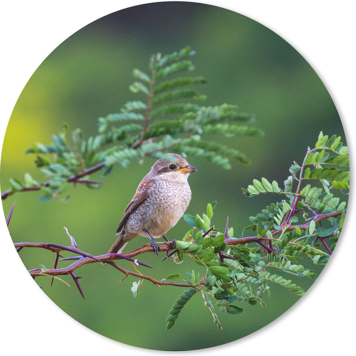 Muismat rond 40x40 cm - Mousepad Vogel - Boom - Bos - Ronde muismatten
