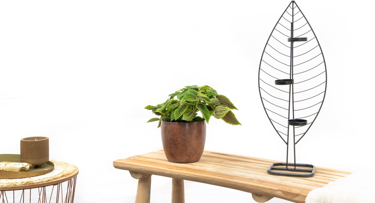 Pilea Moonvalley - 20cm