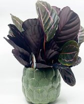 RealPlants - Calathea - 45 Cm - Ø 40 - 2 Stuks