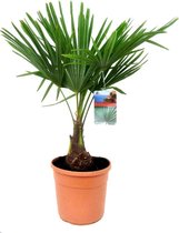 Plant in a Box - Trachycarpus Fortunei - Aziatische Waaierpalm - Winterharde palmboom - Pot ⌀21 cm -Hoogte ↕ 60-70cm