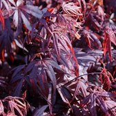 1x Acer palmatum 'Bloodgood' - Japanse esdoorn - Hoogte 70-80 cm in pot