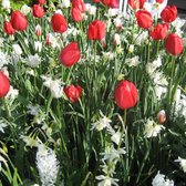 Bloembollen mix 'Red & White Spring Garden' - 6 soorten - 57 bollen