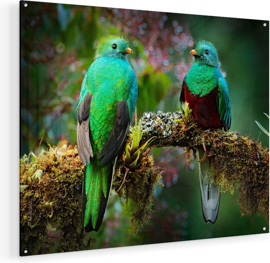 Artaza Glasschilderij - Twee Groene Quetzal Vogels Op Een Tak - 100x80 - Groot - Plexiglas Schilderij - Foto op Glas