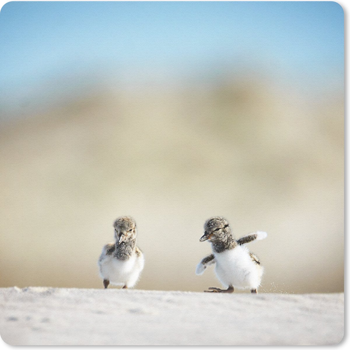 Muismat 30x30 cm - Mousepad Jongen - Zand - Vogels - Muismatten
