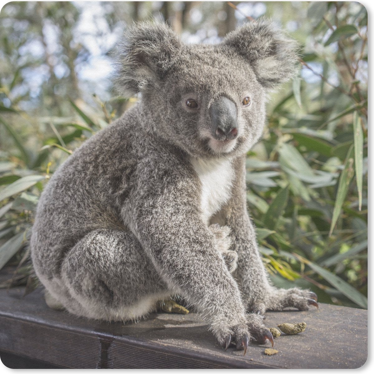 Muismat 30x30 cm - Mousepad Koala - Plank - Planten - Kinderen - Jongens - Meiden - Muismatten